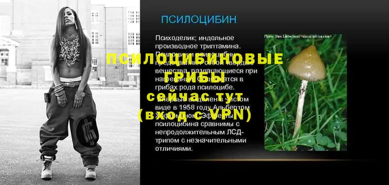 Псилоцибиновые грибы Cubensis  даркнет сайт  Волжск 