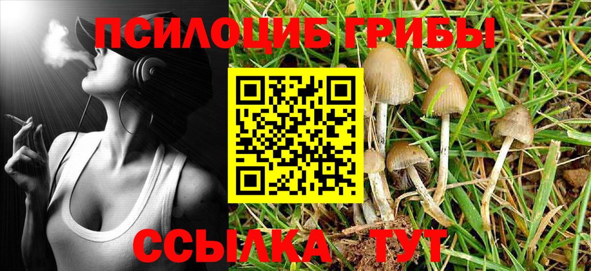 Галлюциногенные грибы Psilocybe Волжск